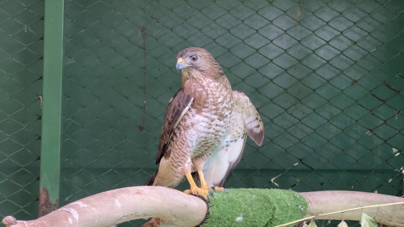 Águila cola roja Buteo jamaisensis